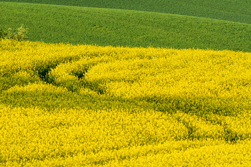 Agricultural landscape, fields of yellow colza and green grain with curly path
