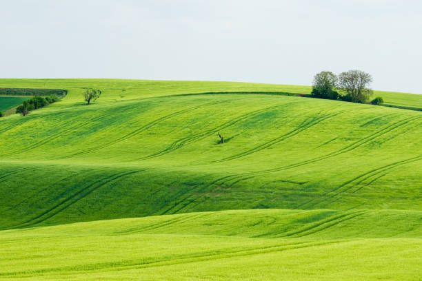 istock Vibrant green fields in spring on small hill on blank background 2112888356