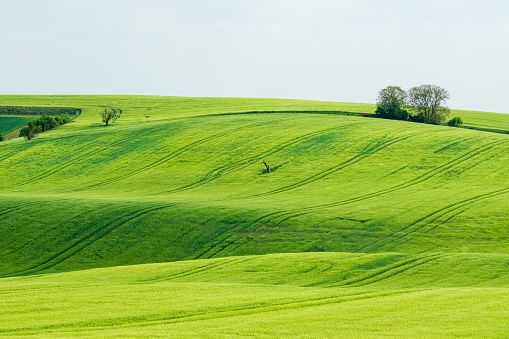 Vibrant green fields in spring on small hill on white background