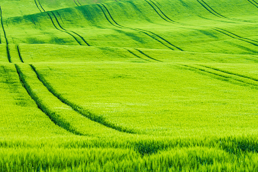Spring green waved field crop with tractor tracks. Vibrant minimalist background or texture.