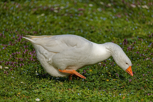 White bird feeding on grass