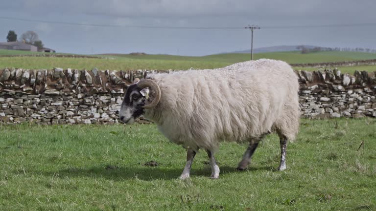 Female blackface sheep in a field