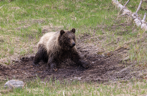 a grizzly bear in Yellowstone National Park Wyoming in springtime