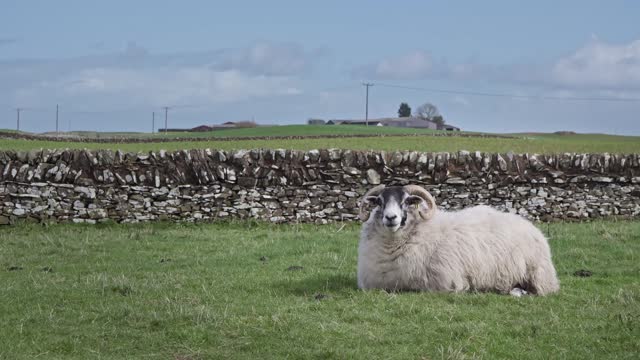 Female sheep lying down in a field