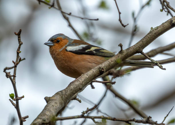 Chaffinch (Fringilla coelebs) - Widespread across Europe, Asia, and North Africa Male Chaffinch in Dublin's Botanic Gardens sings proudly, displaying vibrant plumage. male common chaffinch bird fringilla coelebs stock pictures, royalty-free photos & images
