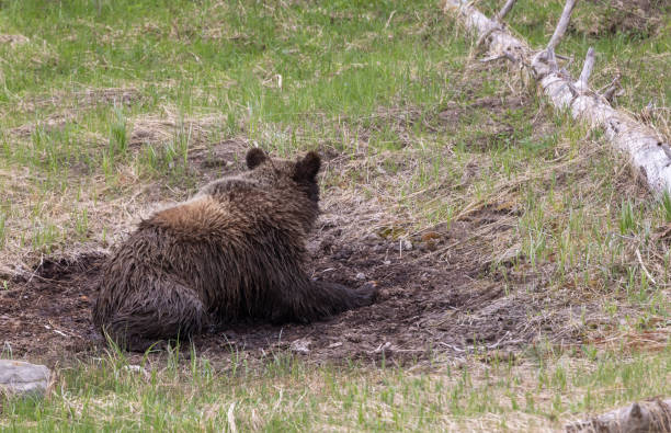 istock Grizzly Bear in Springtime in Yellowstone National Park 2112902763
