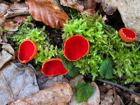 Bright red cup fungi among moss and fallen leaves