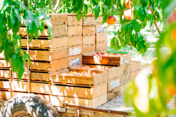 istock Abundant Harvest: Tractor Bed Laden with Vintage Fruit Crates, Surrounded by Lush Orchard Greenery 2112909546