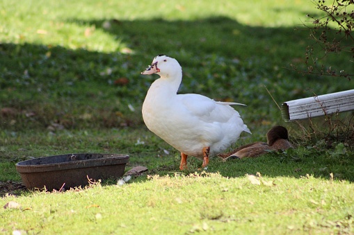 A pekin duck that is drinking from a water bowl.