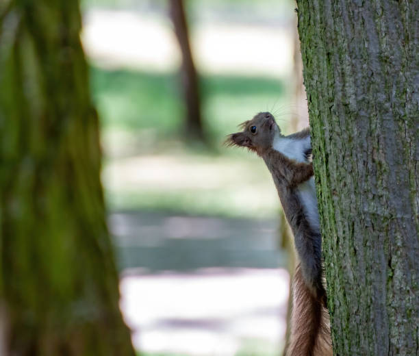 istock Curious animal observing a tree trunk in a parjk 2112930485