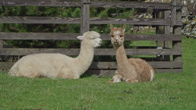 Close up of two Alpacas resting in a field