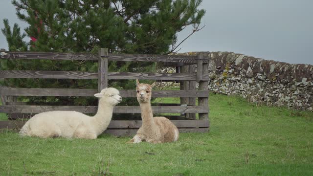 Two Alpacas resting in a field
