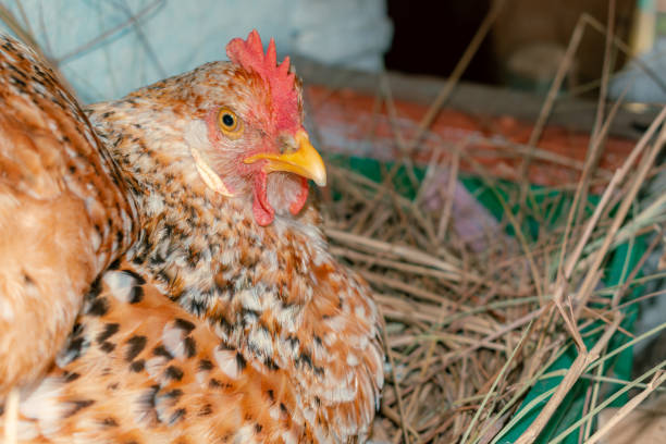 istock country hen in the nest 2112947086