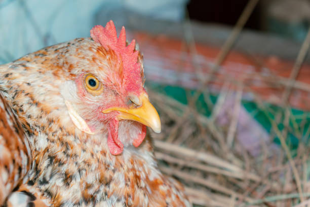 istock country hen in the nest 2112948619