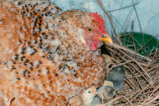 country hen in the nest with her newborn chicks