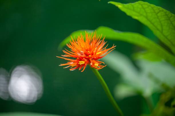 istock Flower of a Gurania makoyana 2112956796