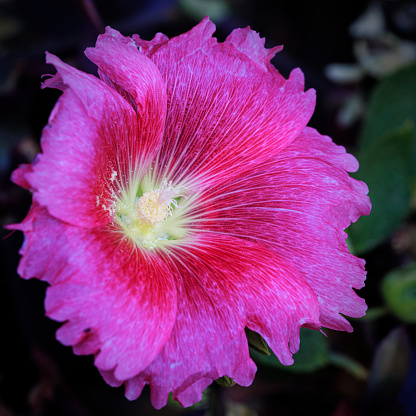 Closeup of a pink hollyhock flower in bloom.