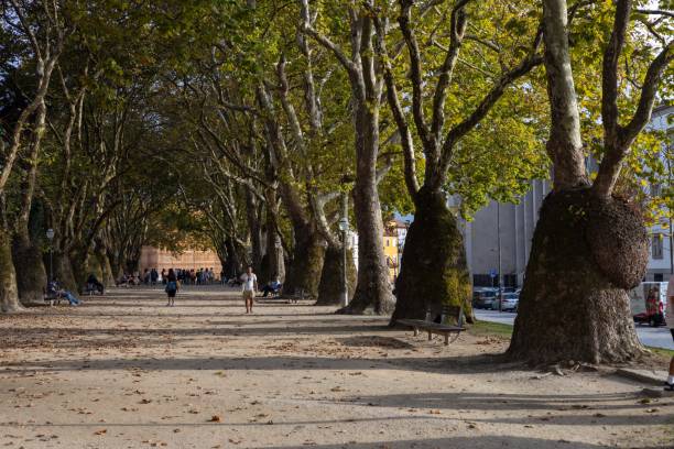 istock Baobab trees along the avenue in the park 2112966125