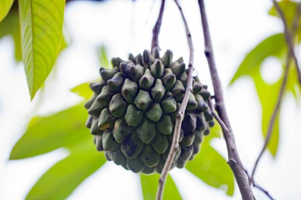 istock Fruit of a wild sugar apple, Annona mucosa 2112968687