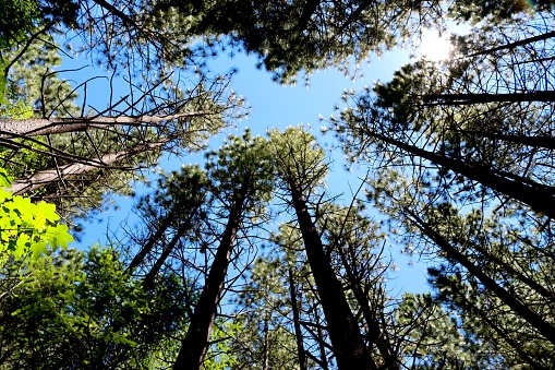 Looking up to the sky surrounded by trees