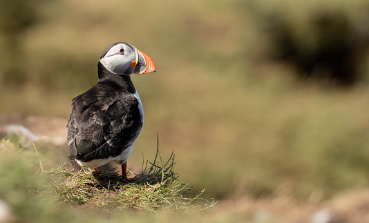 Close-Up of a Puffin Bird on Coastal Cliff  A Colourful and Detailed Portrait of a Puffin with a Bright Orange Beak