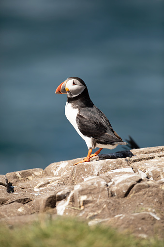 Close-Up of a Puffin Bird on Coastal Cliff Against Blue Sky A Colorful and Detailed Portrait of a Puffin with a Bright Orange Beak