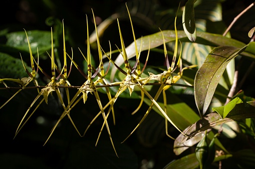 Flowers of the orchid species Brassia Gireoudiana