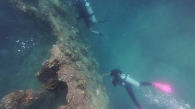 Divers observing overgrown shipwreck