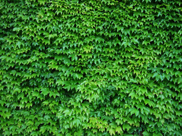 istock Nature background with ivy leaves. Texture for designs 2112996158
