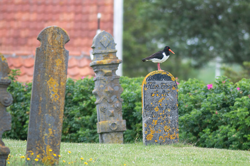 Oystercatcher on one of the very old gravestones of ''Stryper Cemetery'. Terschelling, The Netherlands, 6/29/2017.  900 AD people were buried in this cemetery.