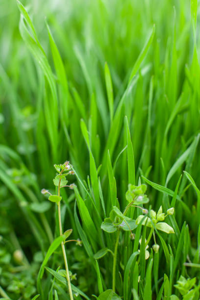 Spring macro landscape. Young green grass. Natural vertical background with copy space. Selective focus.