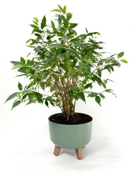 istock green potted plant 2113039787