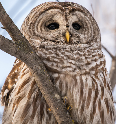 The barred owl (Strix varia), also known as the northern barred owl, striped owl or, more informally, hoot owl or eight-hooter owl, is a North American large species of owl.