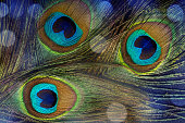Peacock feathers close-up with bokeh light