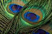 Peacock feathers close-up
