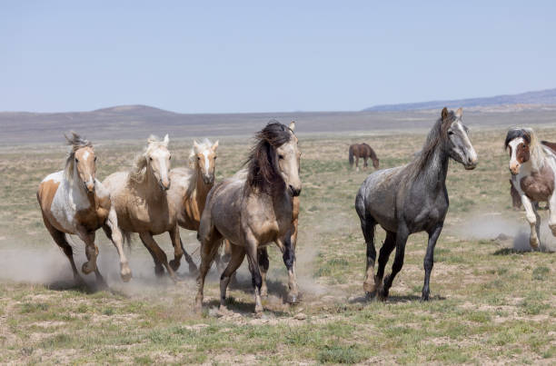 istock Wild Horses in Spring in the Utah Dessert 2113049136