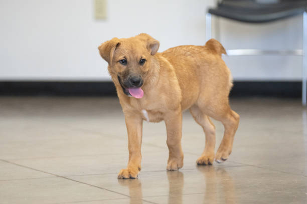istock Tan mixed breed puppy in a play room 2113053824