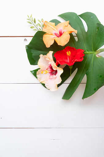 Tropical flowers and leaves, summer vacational background