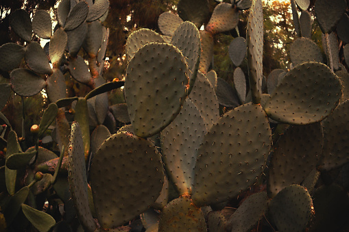 Large Opuntia cactus. This variety is very popular because it blooms luxuriantly and profusely. Photo in the cactus garden.