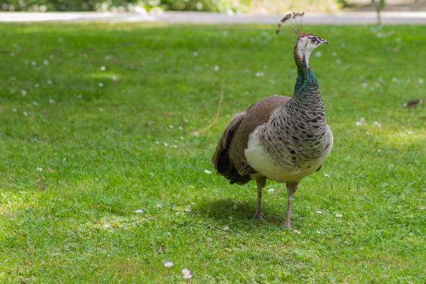 istock peacock stands in the park 2113085380