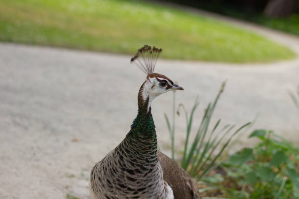 A beautiful peacock stands in the park on the green grass