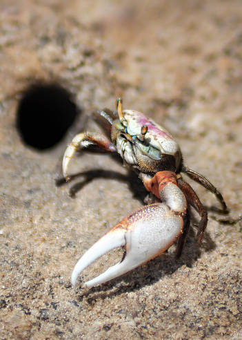 A close-up of a tiny Atlantic mud fiddler crab (Minuca Pugnax) next to its hole, vertical