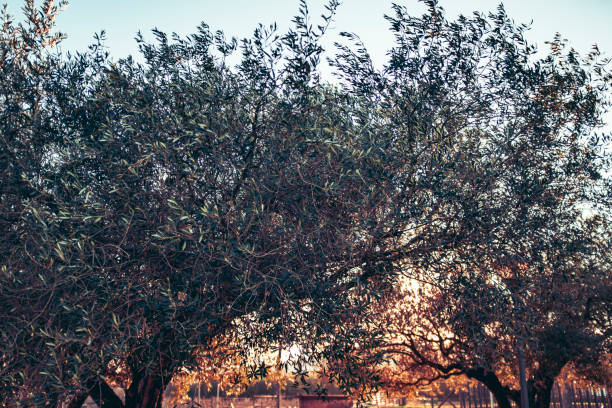 istock Olive tree green leaves and branches on a blue sky with yellow sunset shining thru 2113113108