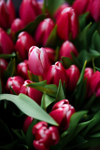 Red Tulips In Abundance