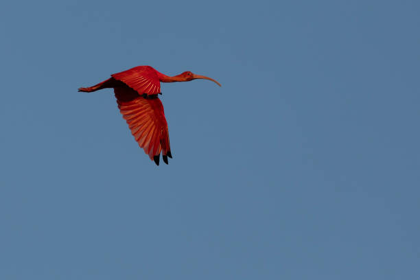 istock Scarlet Ibis, Eudocimus ruber, flying: Trinidad 2113157908