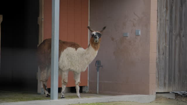 lama on the farm locking in camera