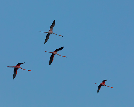 Four American Flamingos, Phoenicopterus ruber, aka Caribbean Flamingo, flying in to roost in Caroni Swamp, a bird sanctuary in Trinidad, against a clear, blue sky.