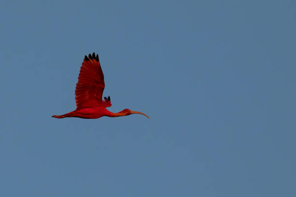 istock Scarlet Ibis, Eudocimus ruber, flying: Trinidad 2113159502