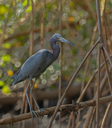 A Little Blue Heron, Egretta caerulea, standing among mangrove roots in Caroni Swamp, Trinidad.