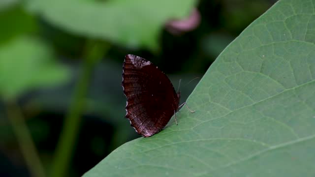 Black And Red Butterfly With Wings Open